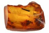 mm Moth (Microlepidoptera) In Baltic Amber #123414-2
